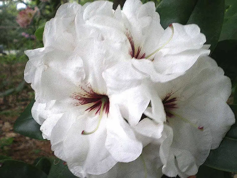 Photo of R. 'White Elegance', Rhododendron Hybrid