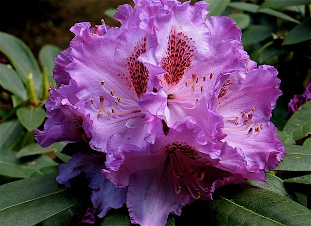 Photo of R. 'Violet Mist', Rhododendron Hybrid