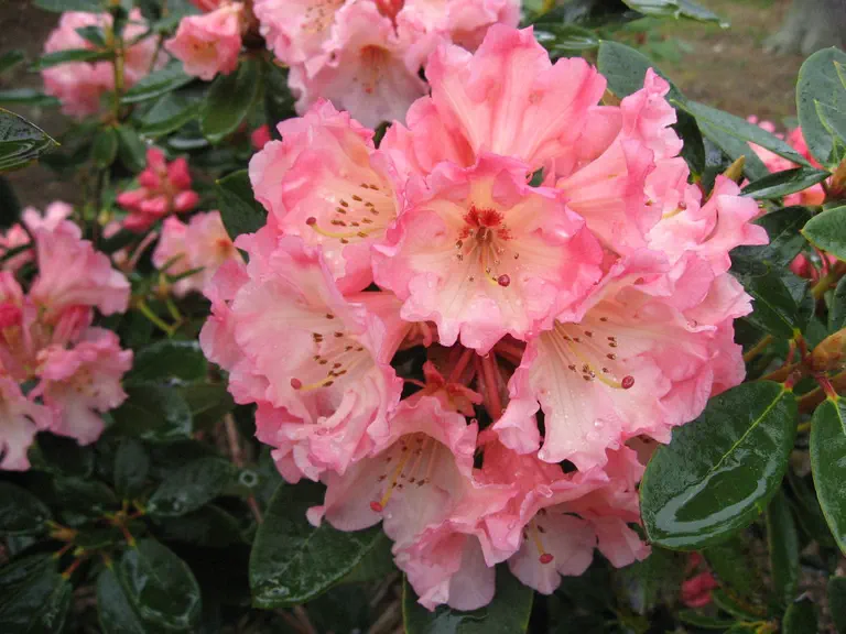 Photo of R. 'Two Thumbs Up', Rhododendron Hybrid