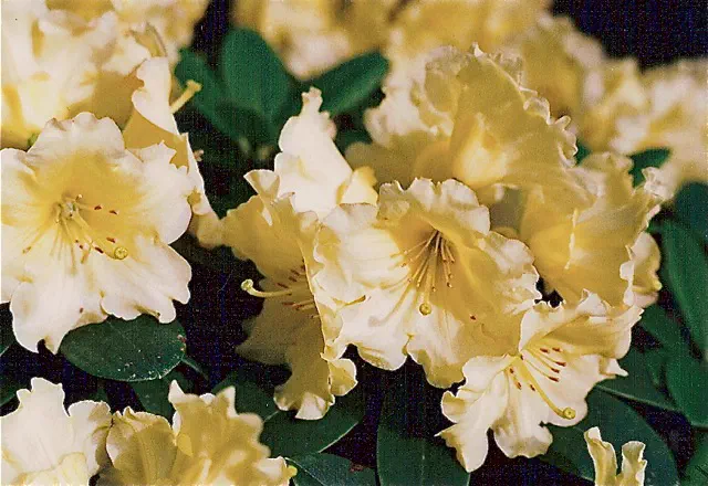 Photo of R. 'Tip Toe', Rhododendron Hybrid