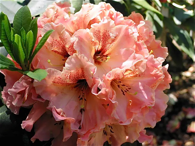 Photo of R. 'Terra', Rhododendron Hybrid