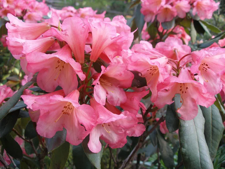 Photo of R. 'Shrimp Girl', Rhododendron Hybrid