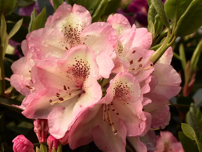 Photo of R. 'Hachmann's Felicitas', Rhododendron Hybrid