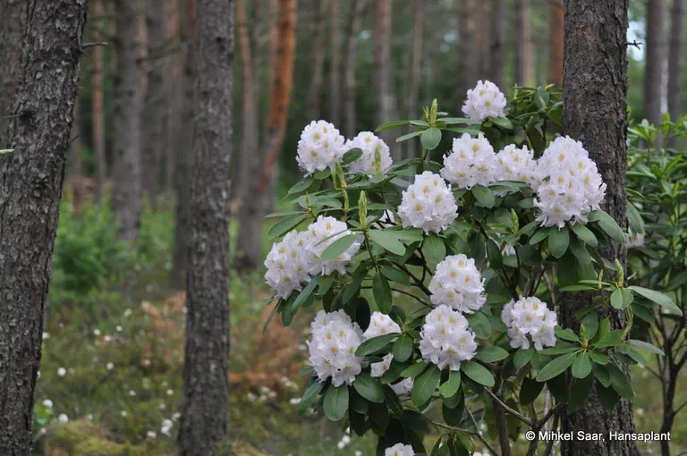 Photo of R. 'Memoir', Rhododendron Hybrid
