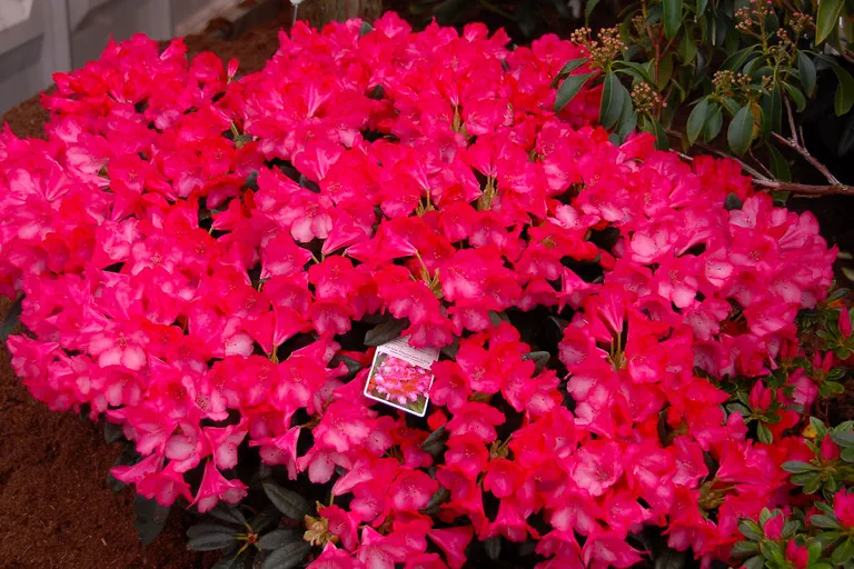 Photo of R. 'Hachmann's Kerstine', Rhododendron Hybrid