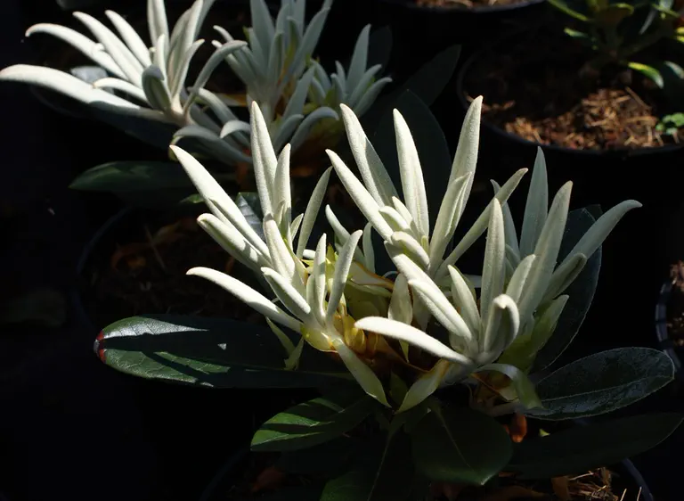 Photo of R. 'Silbervelours', Rhododendron Hybrid