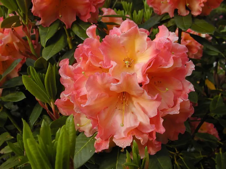 Photo of R. 'Sungold', Rhododendron Hybrid