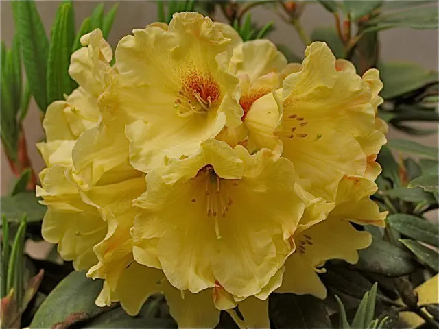 Photo of R. 'Sun Shower', Rhododendron Hybrid