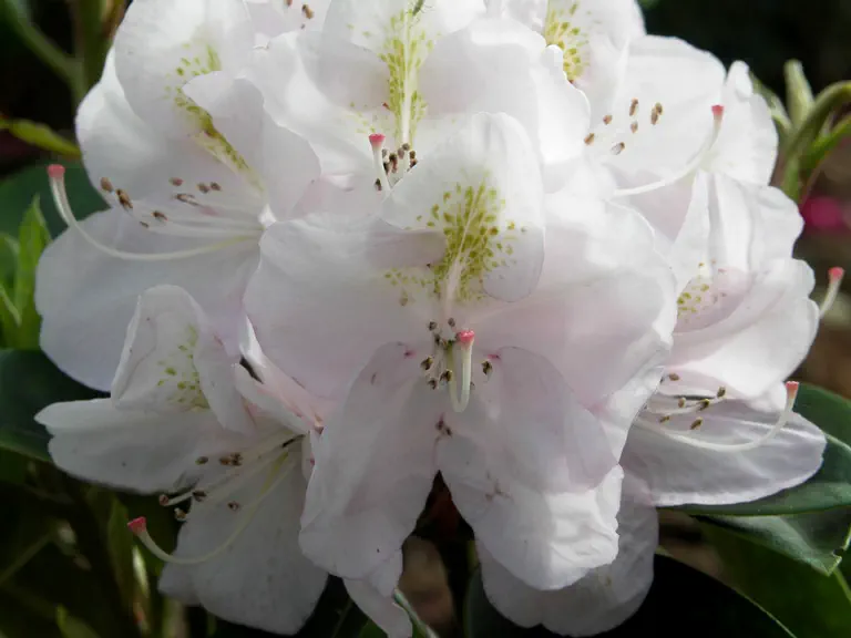 Photo of R. 'Silberwolke', Rhododendron Hybrid