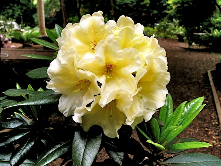 Photo of R. 'Sun High', Rhododendron Hybrid