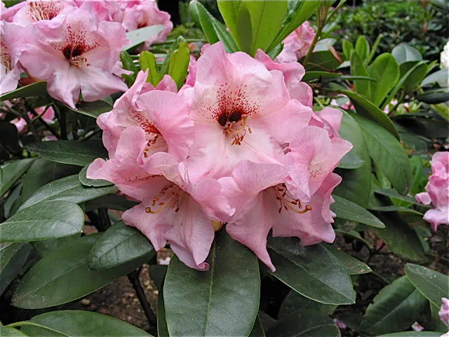 Photo of R. 'Summer Wind', Rhododendron Hybrid