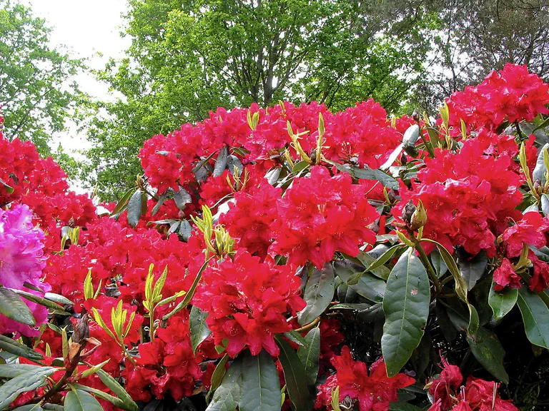 Photo of R. 'Hachmann's Lagerfeuer', Rhododendron Hybrid