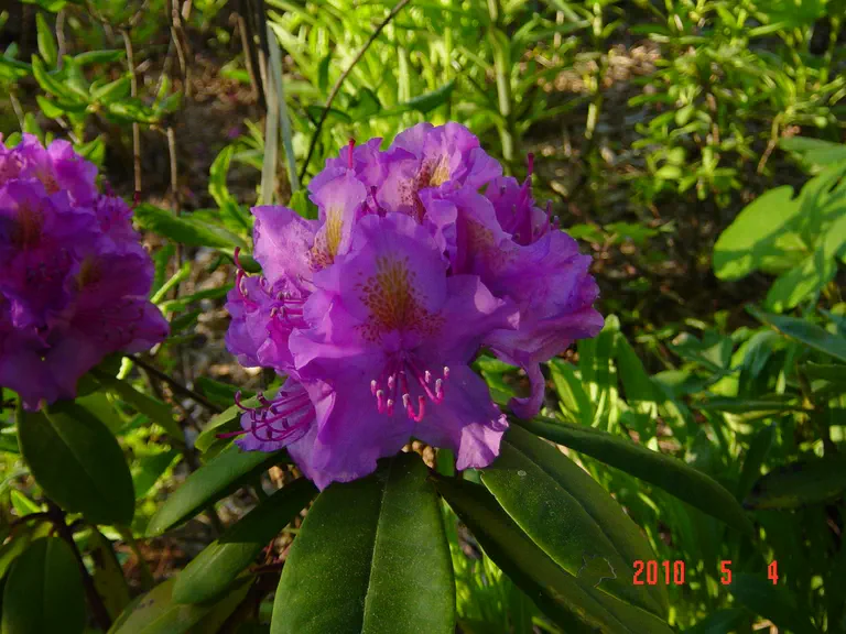 Photo of R. 'Cocheco Purple Butterfly', Rhododendron Hybrid