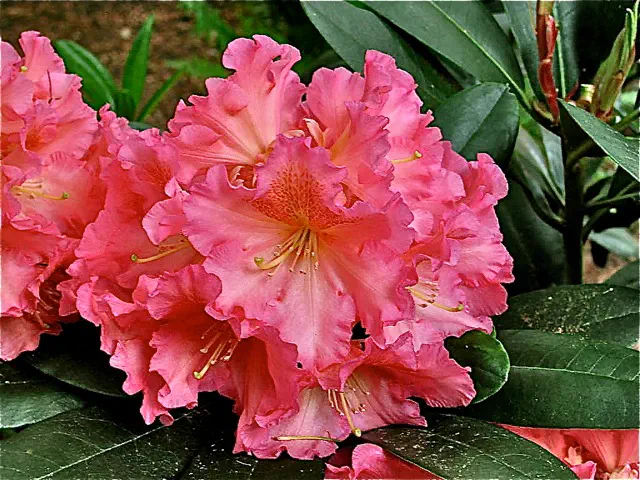 Photo of R. 'Cody', Rhododendron Hybrid