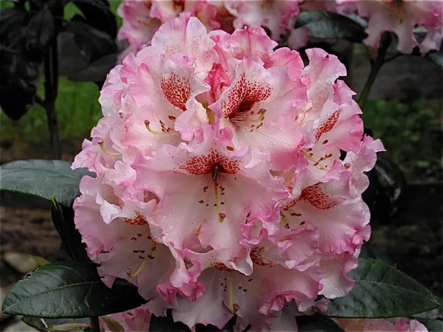 Photo of R. 'Command Performance', Rhododendron Hybrid