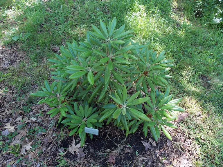 Photo of R. 'Cornelia Sanders', Rhododendron Hybrid
