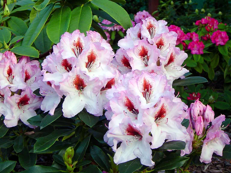 Photo of R. 'Graffito', Rhododendron Hybrid
