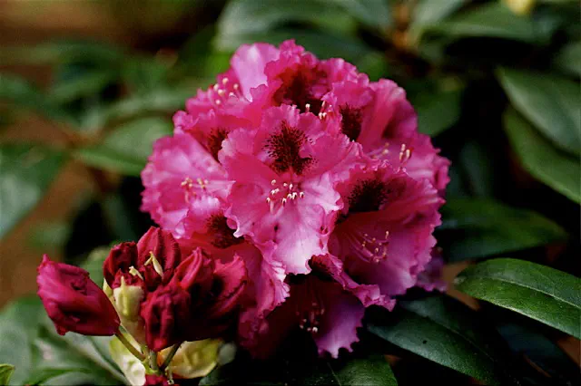Photo of R. 'Plum Satin', Rhododendron Hybrid
