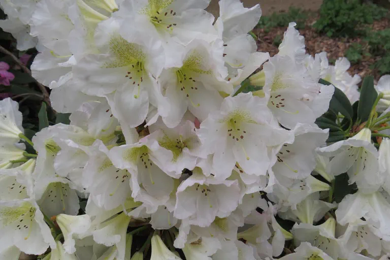 Photo of R. 'Silver Sixpence', Rhododendron Hybrid