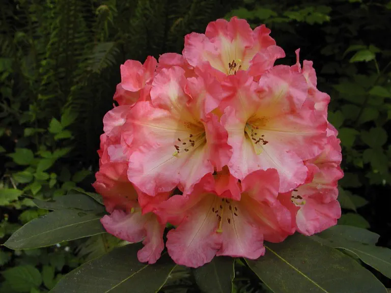 Photo of R. 'David G. Hammond', Rhododendron Hybrid