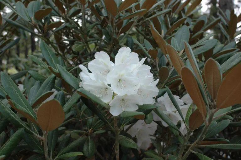 Photo of R. 'Silver Sovereign', Rhododendron Hybrid