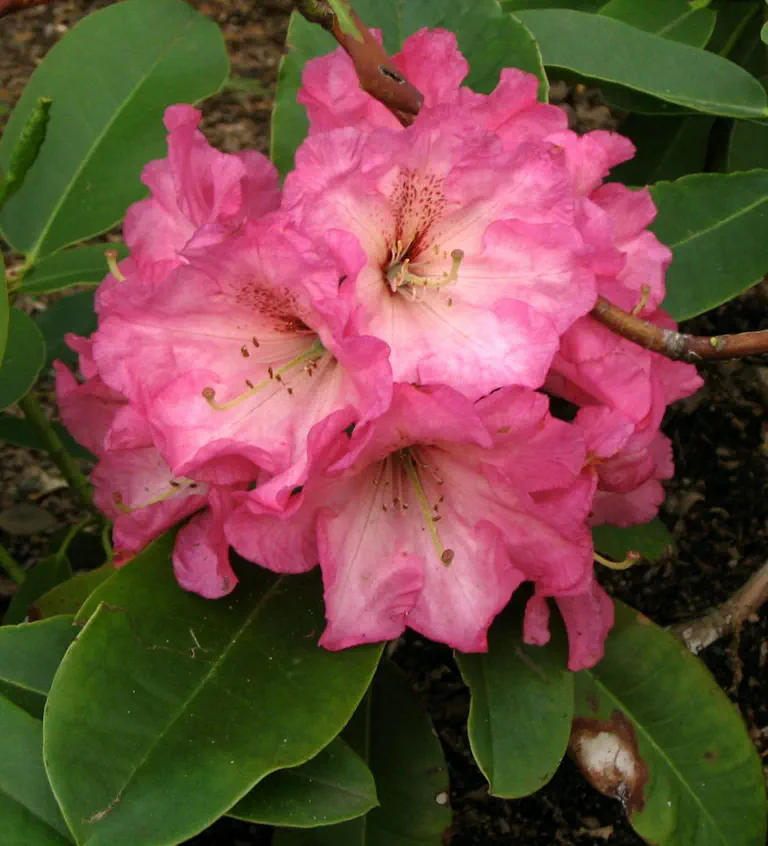 Photo of R. 'Parker's Pink', Rhododendron Hybrid