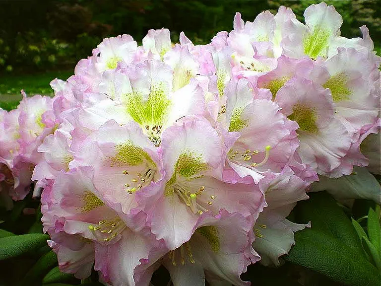 Photo of R. 'Frosted Plum', Rhododendron Hybrid