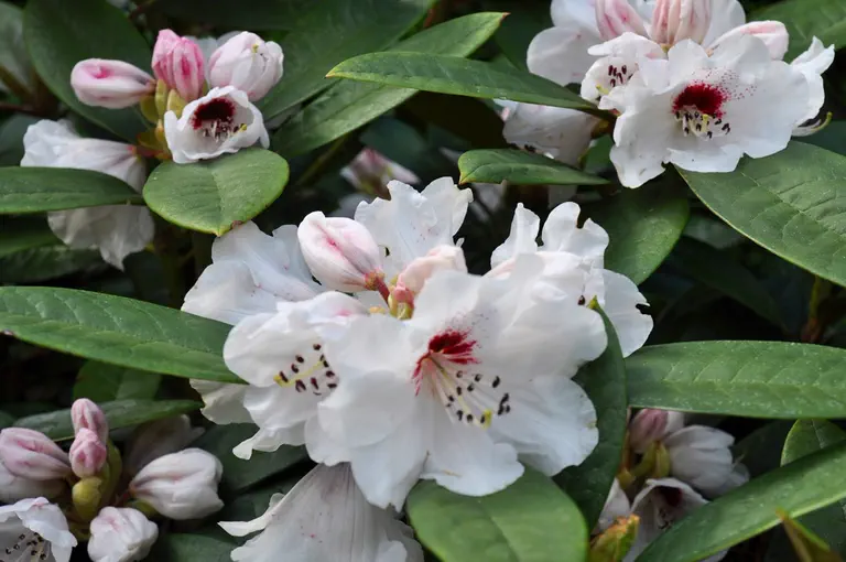 Photo of R. 'Professor Steen Olsen', Rhododendron Hybrid
