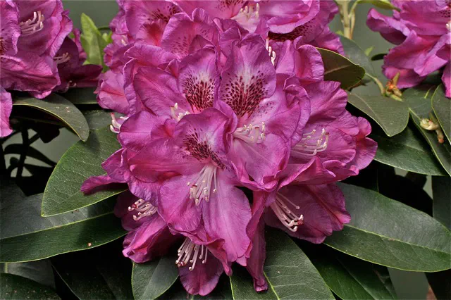 Photo of R. 'Purple Twilight', Rhododendron Hybrid