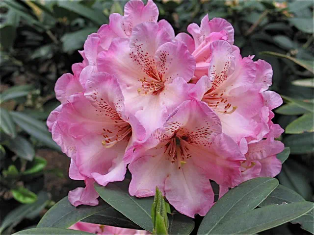 Photo of R. 'Rose Dew', Rhododendron Hybrid