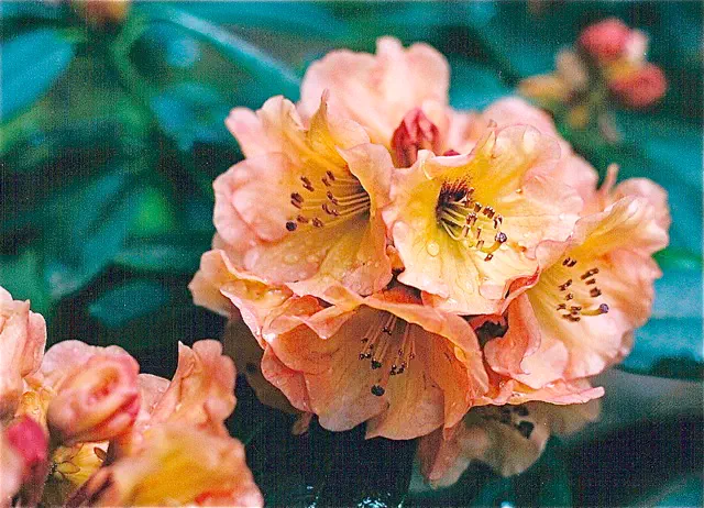 Photo of R. 'Desert Sunrise', Rhododendron Hybrid