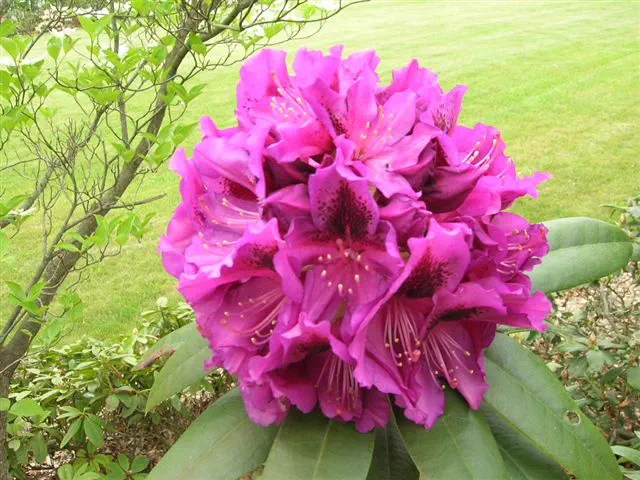Photo of R. 'Diane's Delight', Rhododendron Hybrid