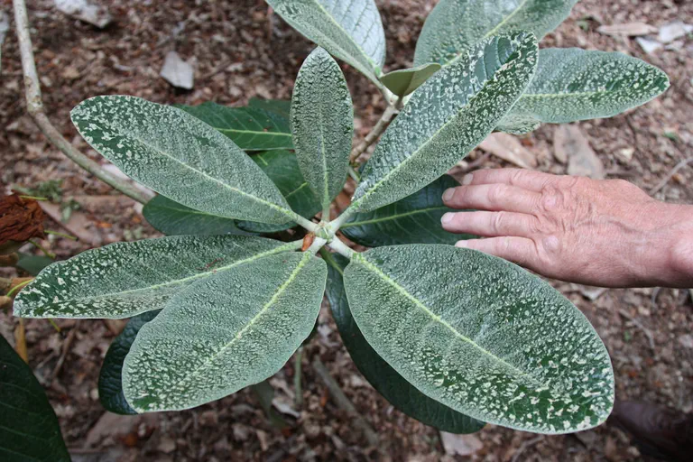 Photo of R. 'Florida Ogada', Rhododendron Hybrid