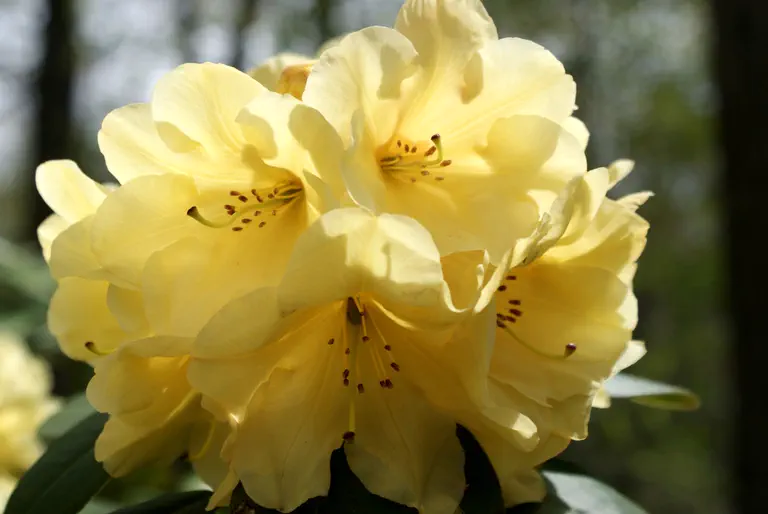 Photo of R. 'Gotham Rheingold', Rhododendron Hybrid