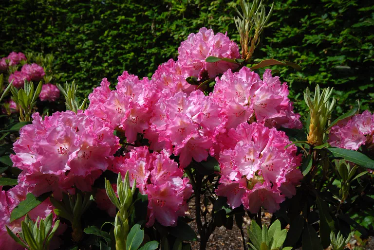 Photo of R. 'Guyens's Fashing', Rhododendron Hybrid