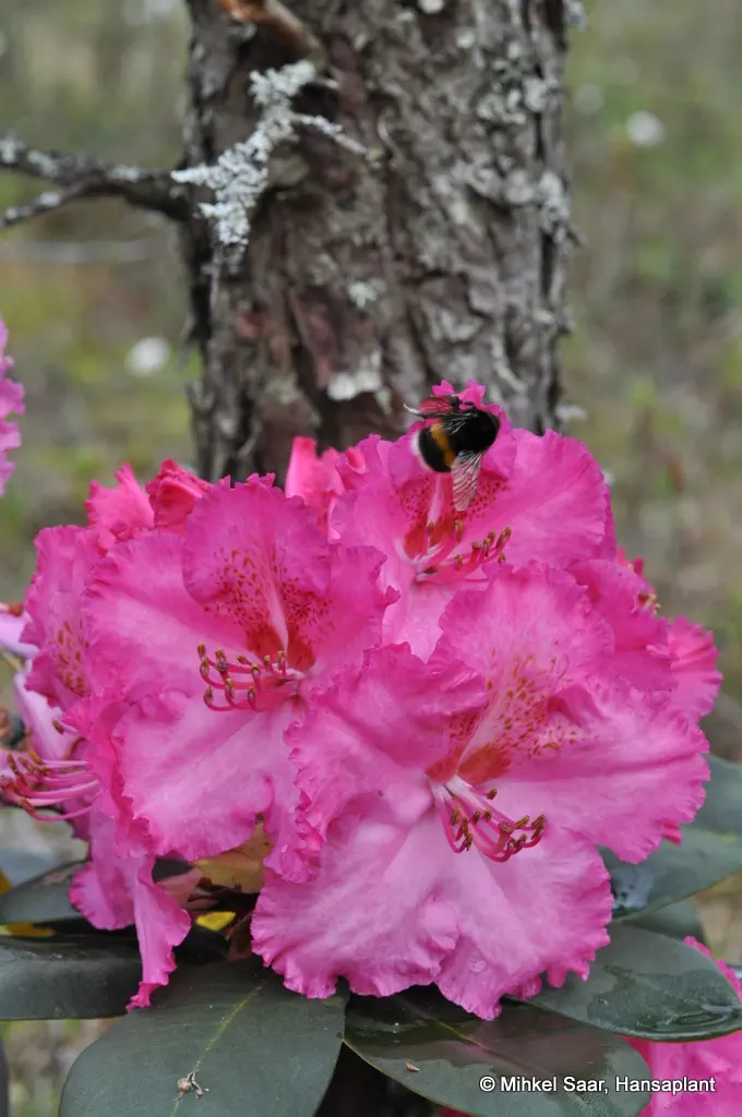 Photo of R. 'Haithabu', Rhododendron Hybrid