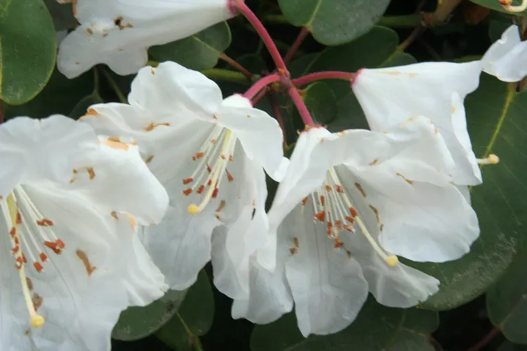 Photo of R. 'High Sheriff', Rhododendron Hybrid