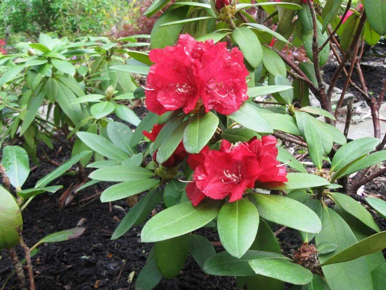 Photo of R. 'Skookum', Rhododendron Hybrid