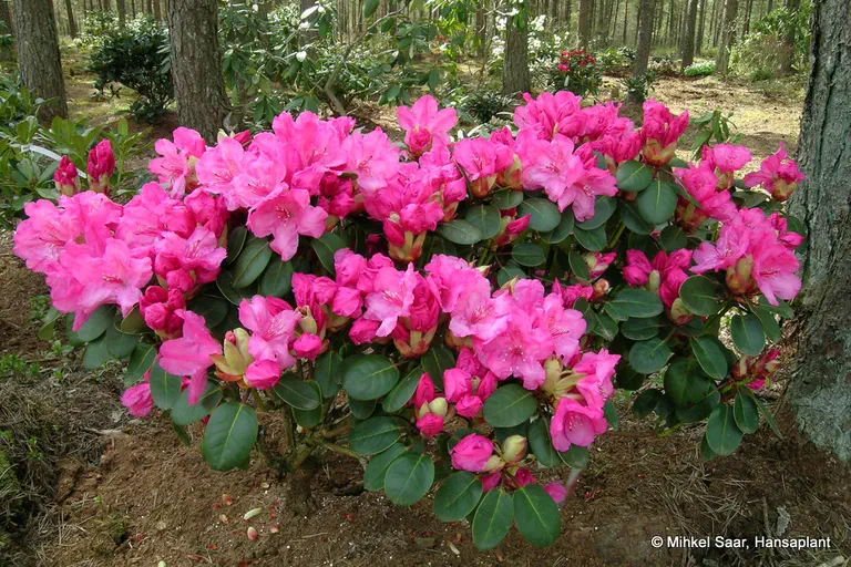 Photo of R. 'Irmelies', Rhododendron Hybrid