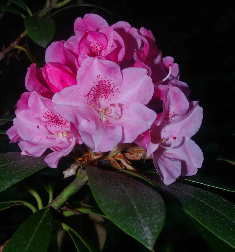 Photo of R. 'Sleepy', Rhododendron Hybrid