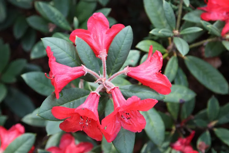 Photo of R. 'Lava Flow', Rhododendron Hybrid