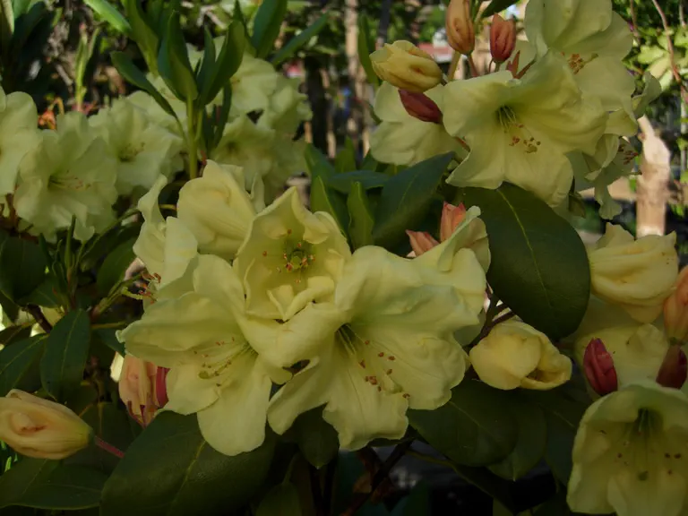 Photo of R. 'Iona Cee', Rhododendron Hybrid