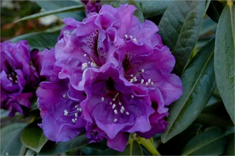 Photo of R. 'Jim's Blueberry Jam', Rhododendron Hybrid
