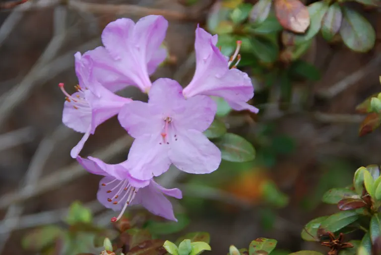 Photo of R. 'Snipe', Rhododendron Hybrid
