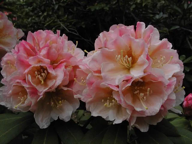 Photo of R. 'Ihilani', Rhododendron Hybrid