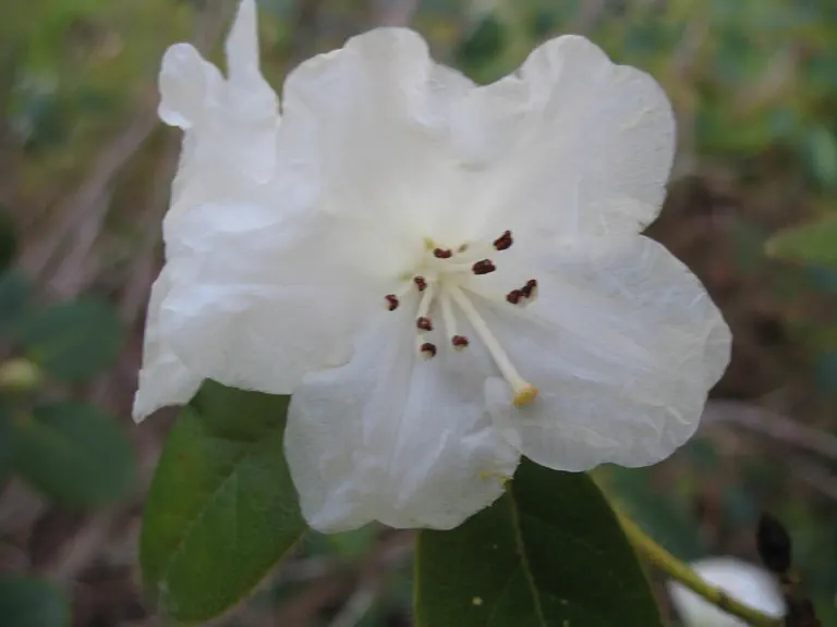 Photo of R. 'Snow Lady', Rhododendron Hybrid