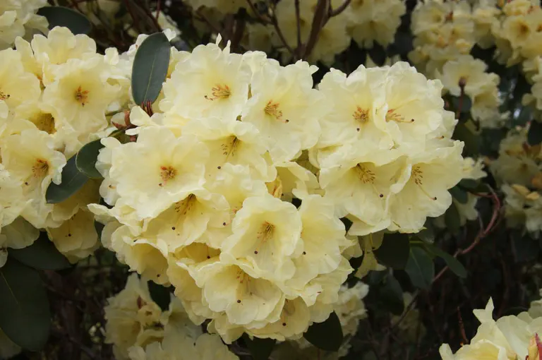 Photo of R. 'Jeanne Artois', Rhododendron Hybrid