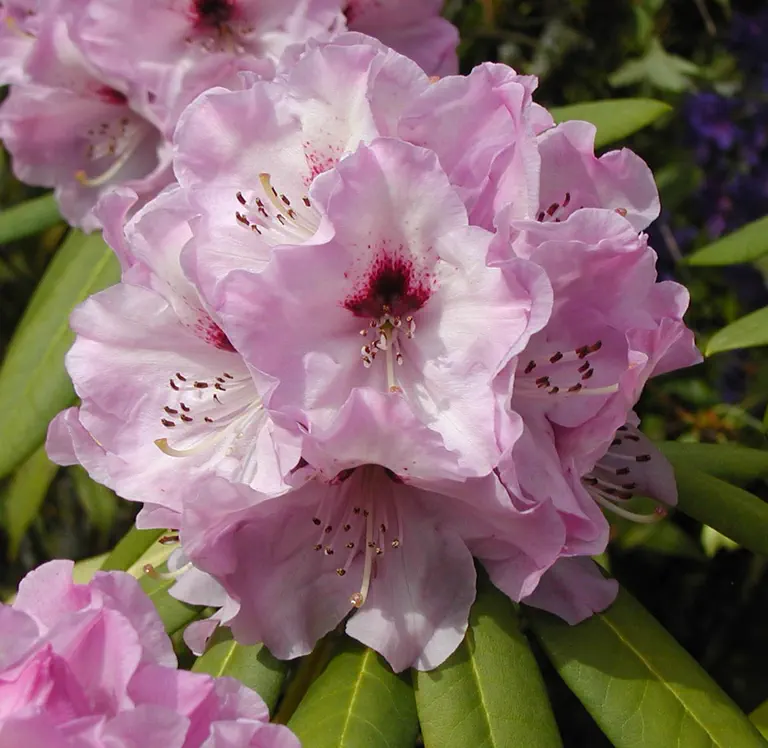 Photo of R. 'John Winberg', Rhododendron Hybrid