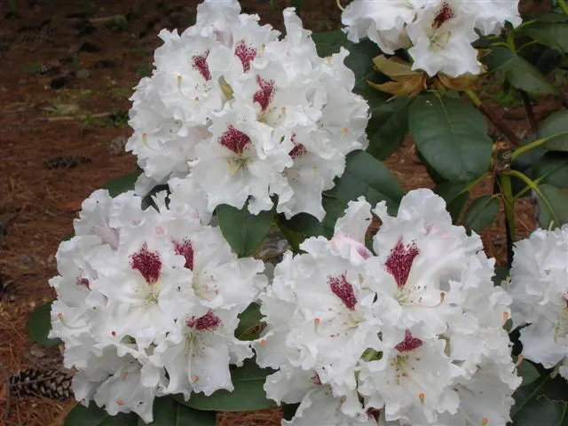 Photo of R. 'Jonathan Bryce', Rhododendron Hybrid