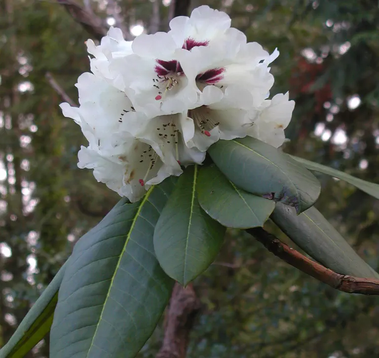 Photo of R. 'Karen Swenson', Rhododendron Hybrid